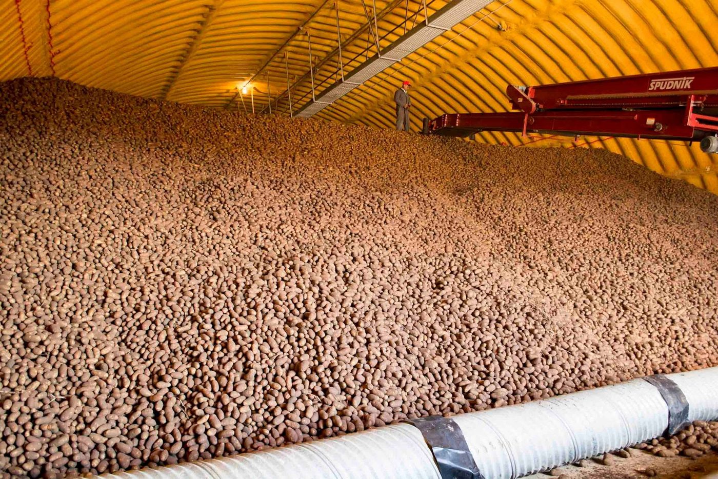 A vast climate-controlled potato cellar filled nearly to the roof