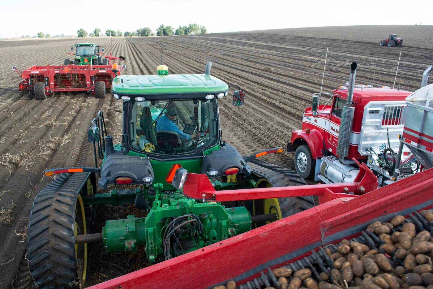 Potatoes running up a red conveyor into a waiting truck during harvest