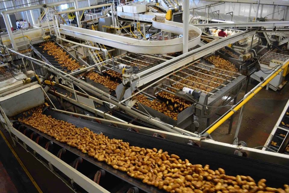 Potatoes moving along the sorting and packing line inside the Wada Farms facility